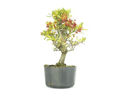 Pré Bonsai Piracanta Vermelha 8 Anos