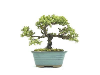 Bonsai Procumbens 3 Anos