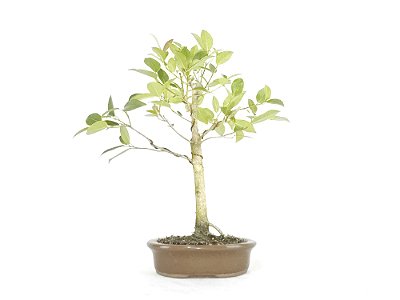 Bonsai Fícus Organensis 5 Anos