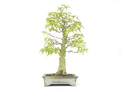 Bonsai Acer Kaede 15 Anos