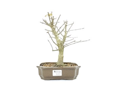 Bonsai Acer Kaede 5 Anos