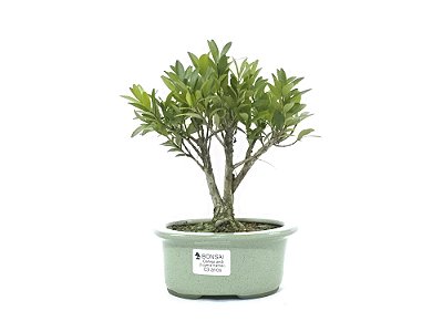Bonsai Cereja 3 Anos
