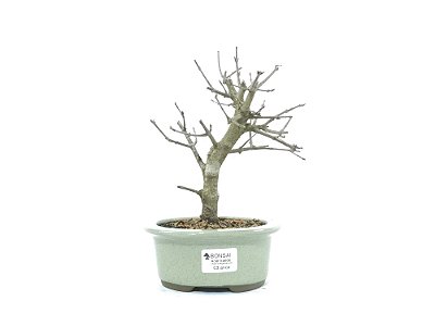 Bonsai Acer Kaede 3 Anos