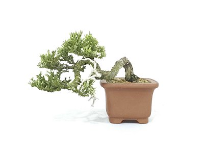Bonsai Procumbens 7 Anos
