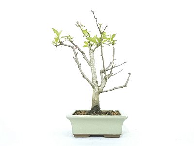 Bonsai Macieira anã 8 Anos