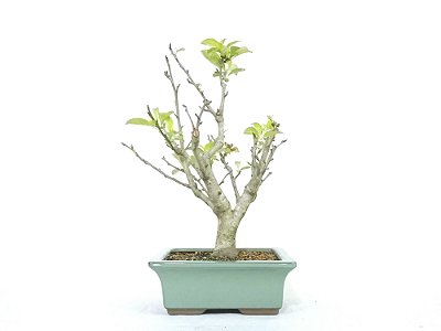 Bonsai Macieira anã 8 Anos