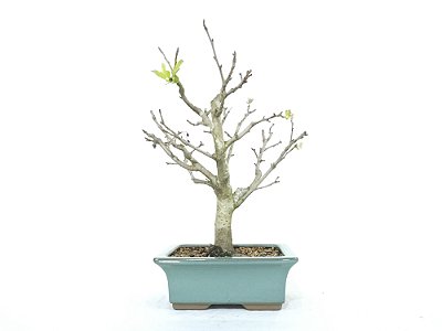 Bonsai Macieira anã 8 Anos
