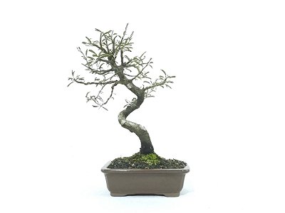 Bonsai Calliandra Branca 6 Anos