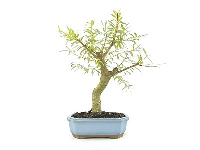 Bonsai Sarandi 7 Anos