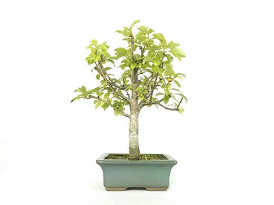 Bonsai Macieira anã 8 Anos