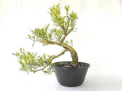 Pré Bonsai Cereja Anã 7 Anos