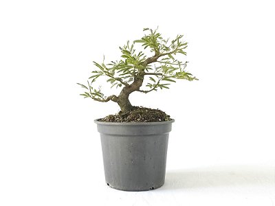 Pré Bonsai Calliandra Rosa 6 Anos