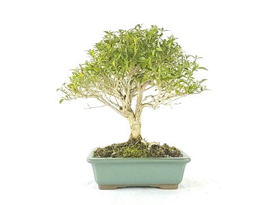 Bonsai  Serissa Chinesa 8 anos