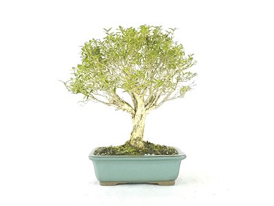 Bonsai  Serissa Chinesa 7 anos