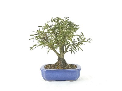 Bonsai Calliandra Rosa 4 Anos