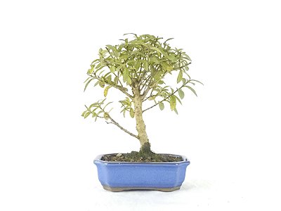 Bonsai Mini Goiaba 5 Anos