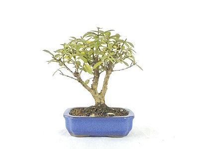 Bonsai Mini Goiaba 4 Anos