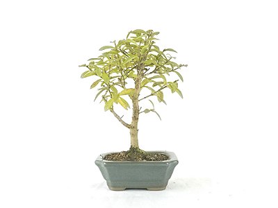 Bonsai Mini Goiaba 3 Anos
