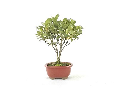 Bonsai Azaléia Satsuki 3 Anos
