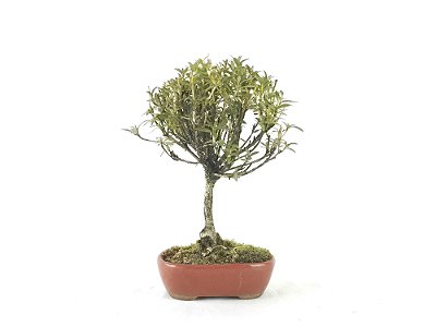 Bonsai Azaléia Satsuki 3 Anos