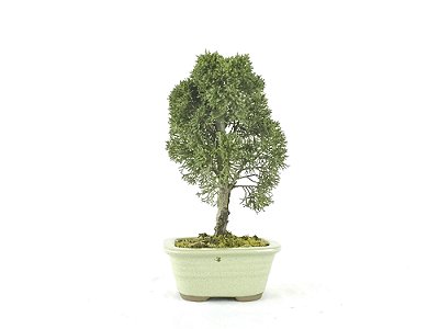 Bonsai Shimpaku Kishu 4 Anos