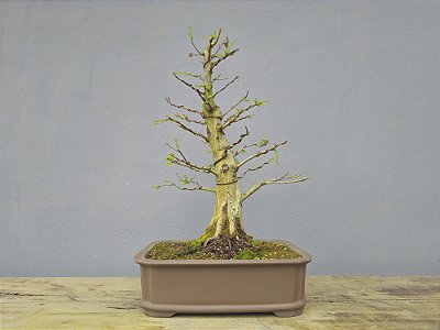 Bonsai Taxodium distichum 13 Anos