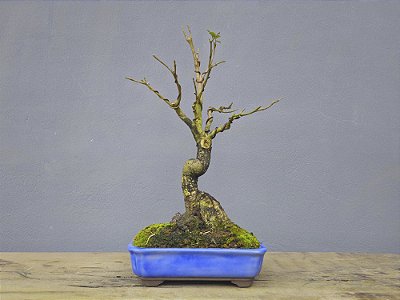 Bonsai Ipê Amarelo Sobre Rocha 15 Anos