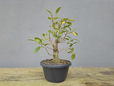 Pré Bonsai Fícus Organensis 7 Anos
