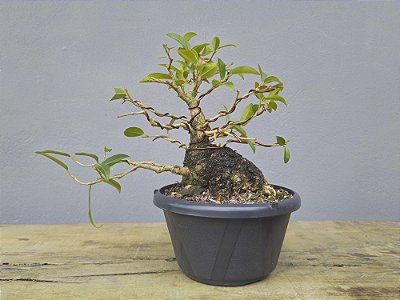 Pré Bonsai Fícus Organensis 9 Anos