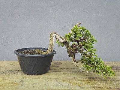 Pré Bonsai Shimpaku Itoigawa 12 Anos