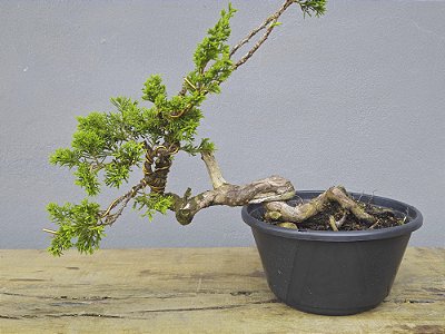 Pré Bonsai Shimpaku Itoigawa 12 Anos