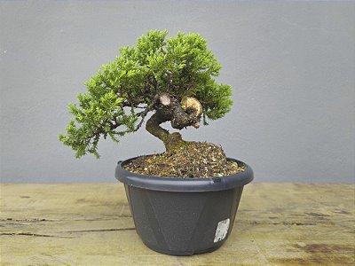 Pré Bonsai Procumbens 7 Anos