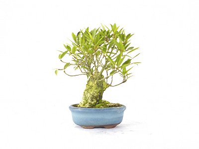Bonsai Fícus Nerifólia 6 Anos