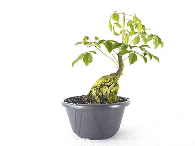 Pré Bonsai Ipê Amarelo 20 Anos