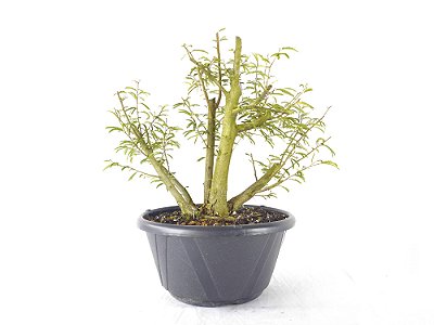 Pré Bonsai Calliandra Rosa 8 Anos