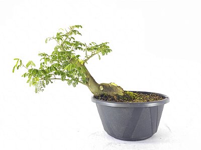 Pre Bonsai Pitheco 9 Anos