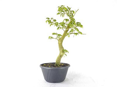 Pre Bonsai Pitheco 7 Anos