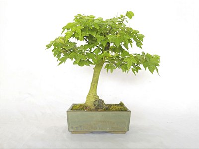 Bonsai Acer Kaede 10 Anos