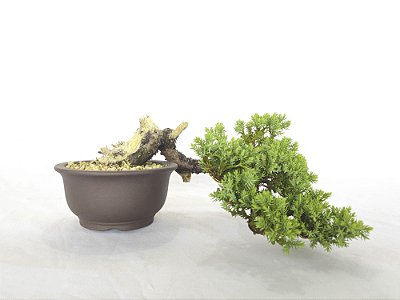 Bonsai Cedro Jacaré 9 Anos