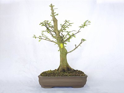 Bonsai Taxodium distichum 13 Anos