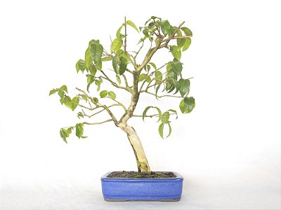 Bonsai Pitanga 10 Anos