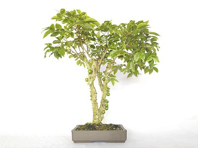 Bonsai Jabuticaba Híbrida 10 Anos