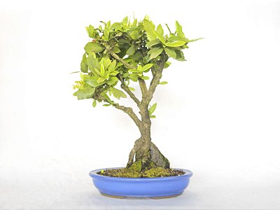 Bonsai Ixoria 11 Anos