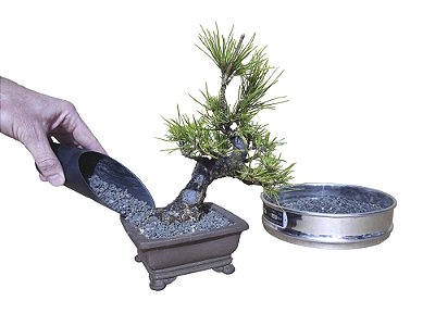 LAVA ROCK (PP) 1 Litro Substrato Premium para Plantas (2-4m) Preto