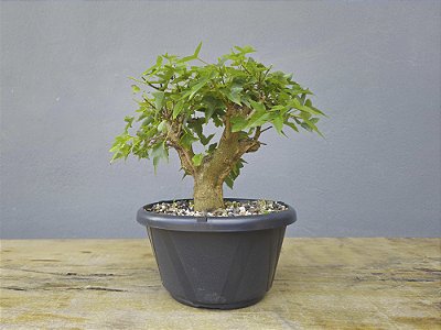 Pré Bonsai Acer Kaede 9 Anos