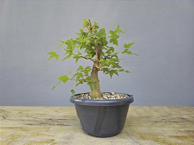 Pré Bonsai Acer Kaede 5 Anos