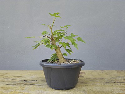 Pré Bonsai Acer Kaede 4 Anos