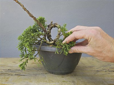 Pré Bonsai Shimpaku Kishu 5 Anos
