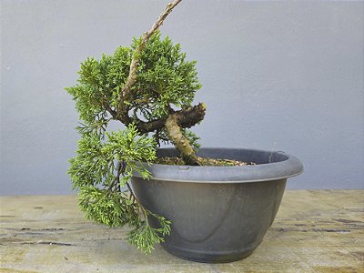 Pré Bonsai Shimpaku Kishu 6 Anos