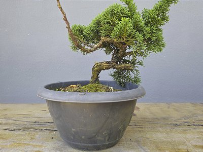 Pré Bonsai Shimpaku Kishu 6 Anos